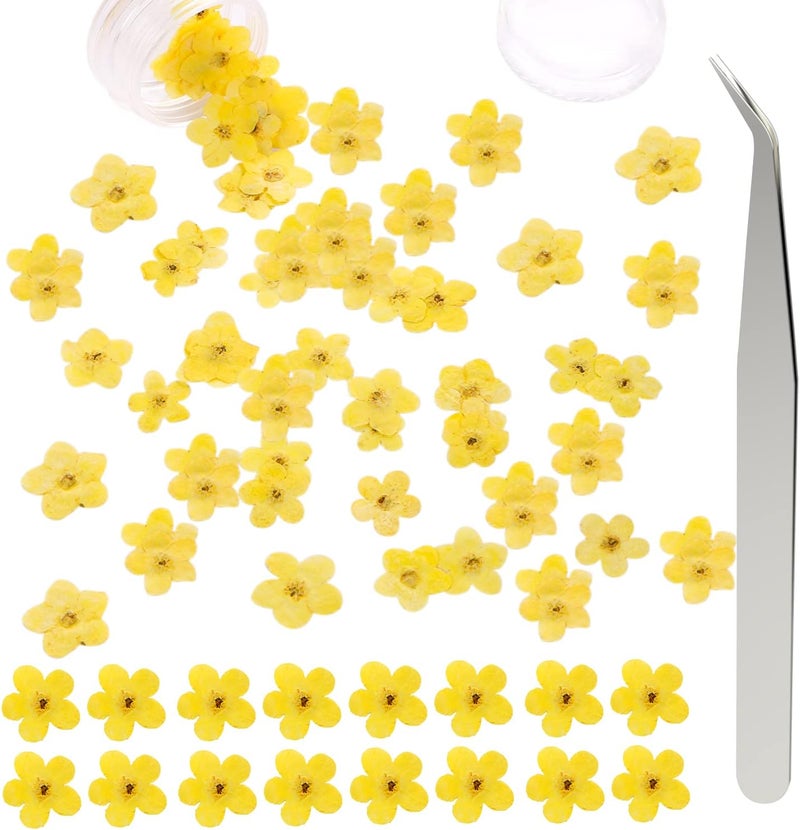 DREMISI Forget Me Not Dried Flowers, 50Pcs Don't Forget Me Dried Flowers Natural Dried Pressed Flowers with Forceps for Resin Jewelry Making Candle Nail Art Flower Ornaments Paper Making Supplies - Image 1